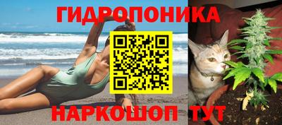 шишки Дубна